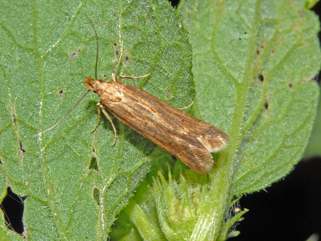 Microlepidottero:  Metzneria lappella - Gelechiidae